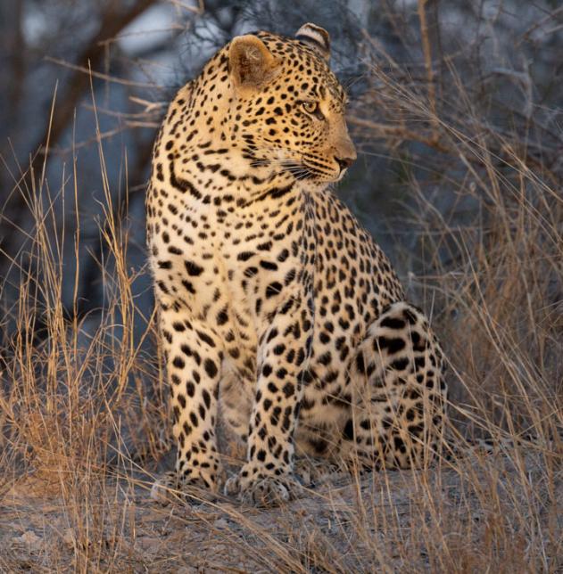 Graham's leopard photo
