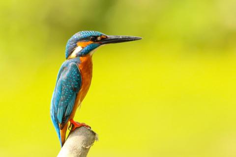 Kingfisher