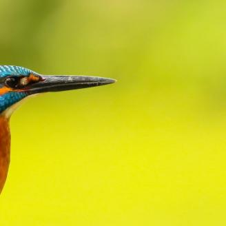 Kingfisher